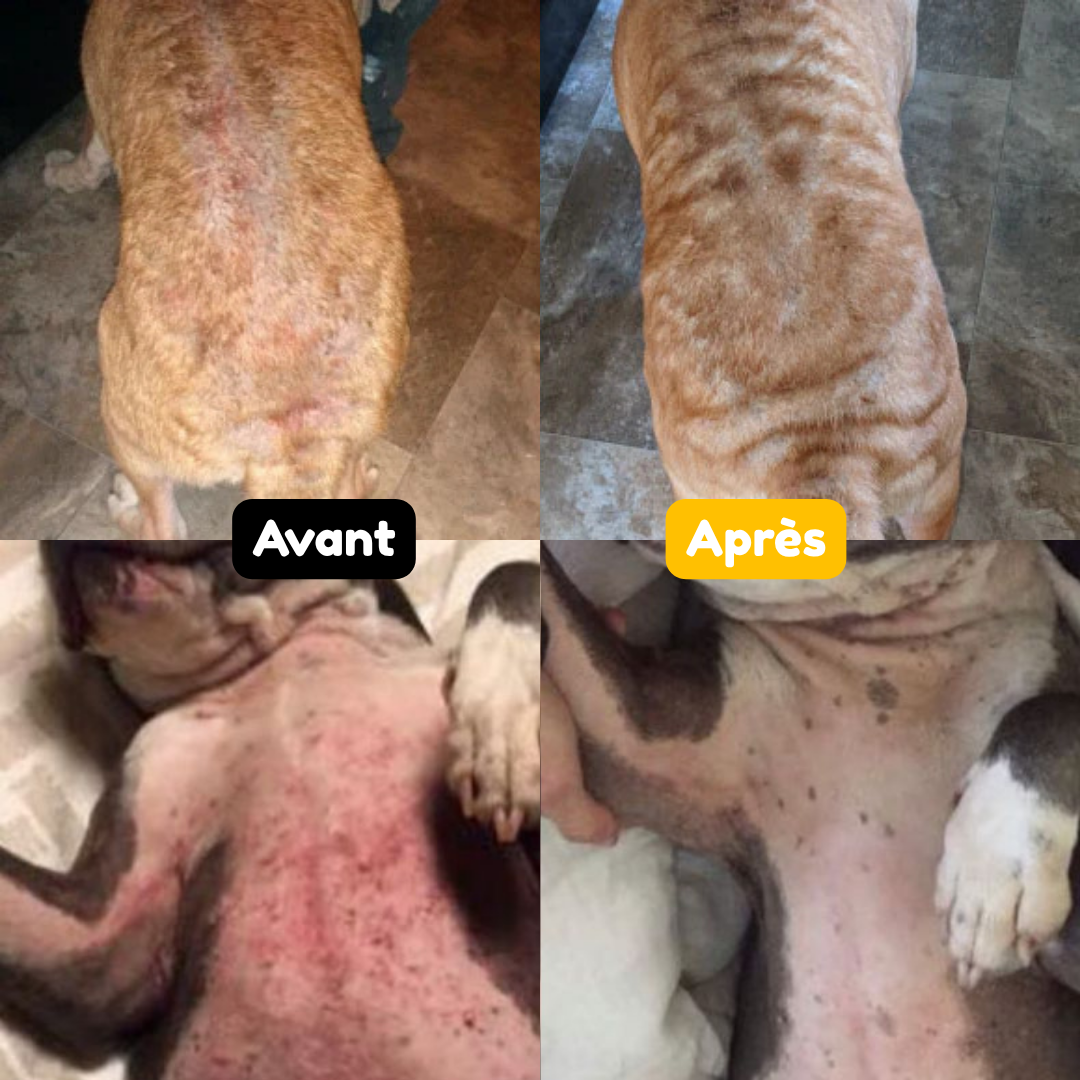 Spray naturel apaisant pour chiens et chats